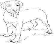 Their natural protective instincts make them a great security. Dog Coloring Pages To Print Dog Printable