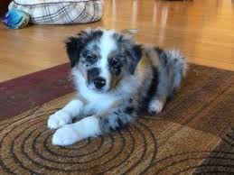 They offer all the lively energy of an australian shepherd in a tiny puppies with two merle parents often end up developing visual and hearing impairments. View Ad Australian Shepherd Puppy For Sale Near Michigan Lapeer Usa Adn 16482