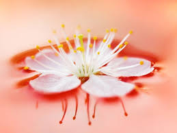 Free screensavers & wallpaper downloads for windows, mac, and mobile from zdnet. Flower Screen Backgrounds Wallpaper Cave