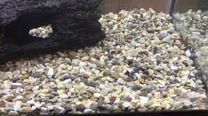 You should use the 1/4th inch size or as close to it as you can find. How To Get Super Cheap Substrate For Your Aquarium Youtube