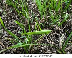 Image result for Ruspolia australis