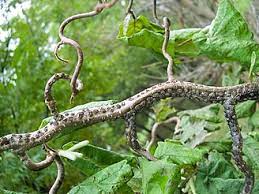 Maybe you would like to learn more about one of these? Eastern Filbert Blight Efb