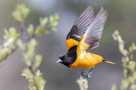 Browse 2,406 baltimore oriole bird stock photos and images available, or search for cardinal bird or common loon to find more great stock photos and pictures. 10 Fun Facts About The Baltimore Oriole Audubon