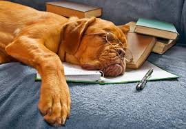 Warna hitam bisa mewakili kesedihan dan depresi. Apa Mimpi Anjing Yang Sakit Interpretasi Buku Buku Mimpi Apa Mimpi Anjing Itu Mimpi Anjing Itu Sakit