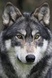 Photo By Drew Burnett The Uk Wolf Conservation Trust Wolf Dog Wolf Pictures Wolf Photos