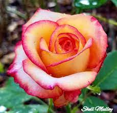 Pin De Yevo En Shell Mulloy S Photography Of Roses Rosas Flores Bellisima