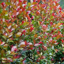 Image result for Eugenia malangensis