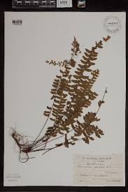 Image result for Asplenium normale