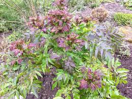 Image result for Monopsis decipiens