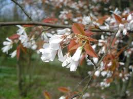 Beschreibung Felsenbirne Amelanchier Lamarckii Felsenbirne Baumschule Birne