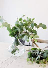 Large Natural Silver Dollar Eucalyptus Bundle Ships Alone Dried Flowers Artificial Flowers And Plants Silver Dollar Eucalyptus
