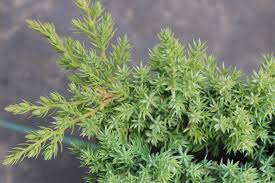 Image result for Juniperus