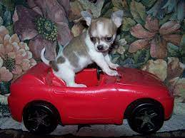 I Have Upgraded The Bus To A Corvette Chihuahua Love Cute Chihuahua Chihuahua Puppies