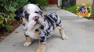 English bulldog facts, bulldogs' lovers site. English Bulldogs And French Bulldogs For Sale Stud Services Akc Puppies Exotic And Standards Bulldogs Call Us 951 756 2034