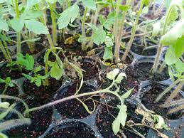 Image result for tomato seedling damping off