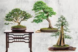 Beautiful japanese juniper shimpaku 'juniperus chinensis var sargentii'. Care For Trees With The Ancient Art Of Bonsai Houstonia Magazine