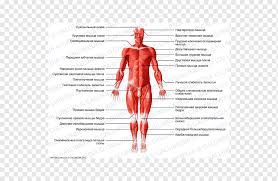 Muscles make up about half the body's. Hip Gray S Anatomy Muscle Human Body Rectus Femoris Function Png Pngwing