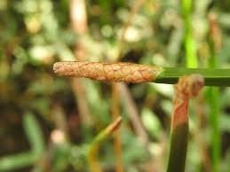 Image result for Eleocharis mutata