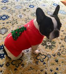 Maybe you would like to learn more about one of these? Pepper The French Bulldog In Her Christmas Sweater Christmas Dog Sweater Boston Terrier Dog Boston Terrier Christmas