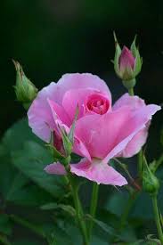 Pin By Dianne Mizerik Shoemaker On Flowers And Such Beautiful Flowers Beautiful Roses Amazing Flowers