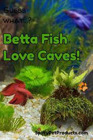 However, there are toys, treats and other supplies to make them healthy and happy! The Ultimate Guide To Betta Fish Toys What To Get Why You Need It Spiffy Pet Products Betta Fish Toys Betta Fish Betta