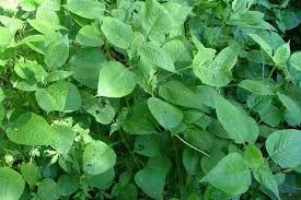 Image result for Brillantaisia