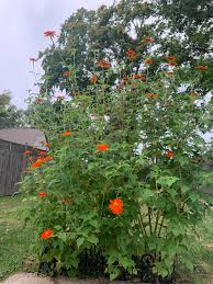 Image result for Tithonia