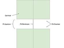 Check spelling or type a new query. Pit Botany Wikipedia