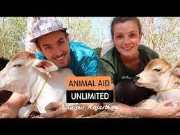 We did not find results for: Volunteering At Animal Aid Unlimited Udaipur India Youtube