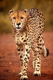 Big Cat Kingdom Big Cats Serval Cats Animals Beautiful