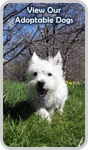 Pets4homes is the uks most popular free pet advertising site for pets for adoption. Animal Care Control Columbus Georgia Consolidated Government