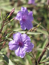 Dwarf ruellia is a great groundcover. Mexican Petunia Ruellia Brittoniana In Lafayette Louisiana La At All Seasons Nursery