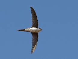 Birds Of A Feather 2019 Cast Neotropical Palm Swift Tachornis Squamata Bird Species Swift Animals Beautiful