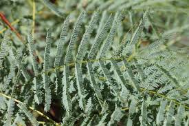 Image result for Elephantorrhiza suffruticosa