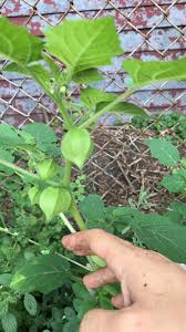 Image result for Pseudopodospermum hispanicum