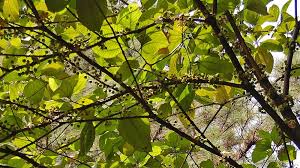 Image result for Bellucia pentamera