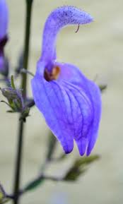 Image result for Brillantaisia oligantha