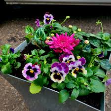 Outdoor plant pots uk delivery. Garden Ready Plant Pots Pre Planted Baskets Online U K Delivery