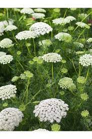 Bishop S Flower Ammi Majus Seeds Redemption Seeds
