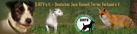 The jack russell terrier is a small terrier that has its origins in fox hunting in england. Deutscher Jack Russell Terrier Verband E V Jack Russell Terrier Nach Original Englischem Standard