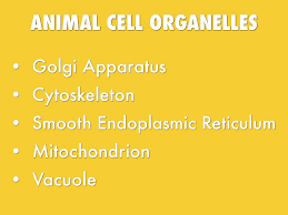 Let's find out more facts about animal and plant cells below Cell Organelles And Their Processes By Lexi Helman