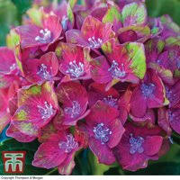By characteristics or by cultivar name. Hydrangea Macrophylla Glam Rock Horwack Bonsais