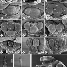 Image result for Fuirena abnormalis