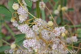 Image result for Cuscuta approximata