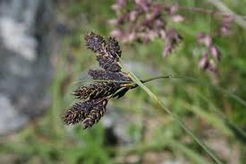 Image result for Hypolytrum heteromorphum