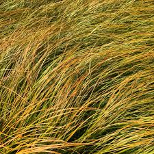 Image result for Carex brassii