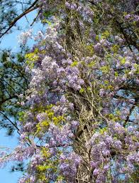 Their remarkable flowers are showy and have a very long life. No Foolin Purple Plague Ushers In Nc Invasive Species Awareness Week Piedmont Gardener