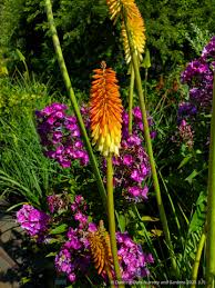 Image result for Kniphofia grantii