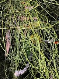 Image result for Cassytha filiformis