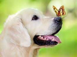 labrador i babochka dog wallpaper dog muzzle labrador dog